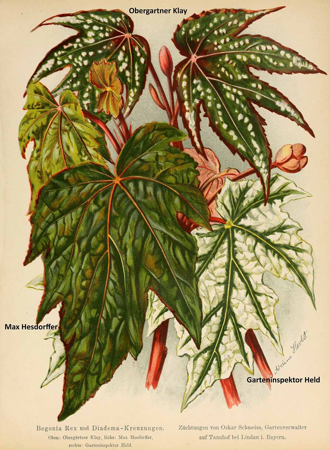 B. ‘Max Hesdorfer’